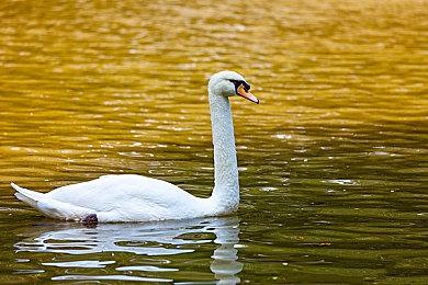 《妙探闯通关》重制版合集即将登陆PlayStation主机